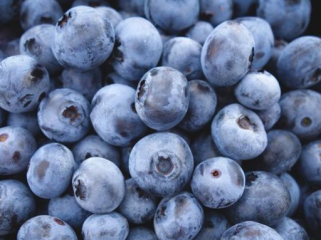 Ilustrasi. Blueberry ternyata bagus untuk kesehatan tulang. (Foto: Jeremy 
Ricketts)