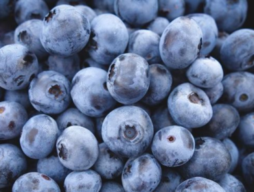 Ilustrasi. Blueberry ternyata bagus untuk kesehatan tulang. (Foto: Jeremy 
Ricketts)