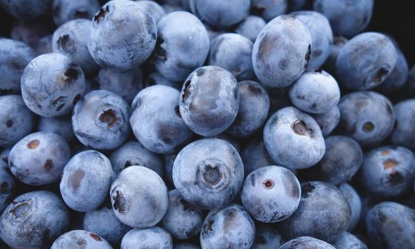 Ilustrasi. Blueberry ternyata bagus untuk kesehatan tulang. (Foto: Jeremy 
Ricketts)