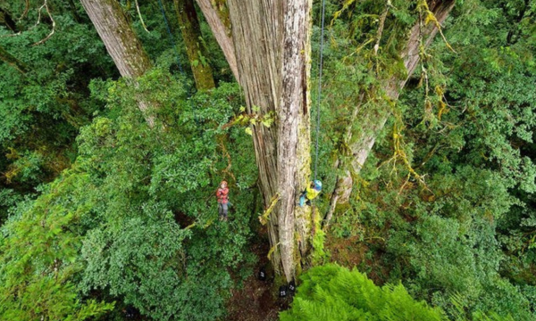 Kisah Dramatis Penemuan 'Pedang Langit', Pohon Tertinggi Asia 
Timur (Foto: Taiwan News)

