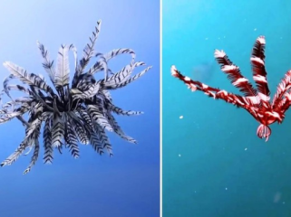 Tahukah kamu bahwa crinoid atau feather star adalah makhluk yang hidup jauh sebelum dinosaurus berkelana di muka bumi. (Foto: National Geographic)