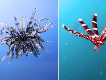 Tahukah kamu bahwa crinoid atau feather star adalah makhluk yang hidup jauh sebelum dinosaurus berkelana di muka bumi. (Foto: National Geographic)