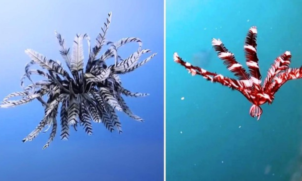 Tahukah kamu bahwa crinoid atau feather star adalah makhluk yang hidup jauh sebelum dinosaurus berkelana di muka bumi. (Foto: National Geographic)
