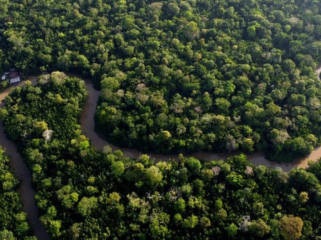 Hutan Amazon ternyata mendapat unsur hara dari debu Sahara yang 
beda benua (Foto: DW News)

