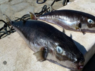 Ikan buntal pisang (silver cheeked toadfish). (Foto: Ikan buntal 
beracun)
