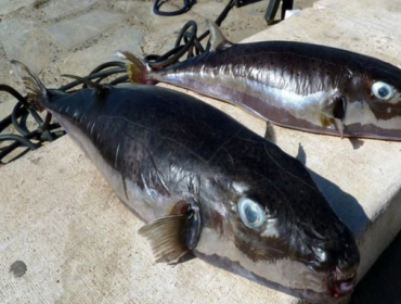 Ikan buntal pisang (silver cheeked toadfish). (Foto: Ikan buntal 
beracun)

