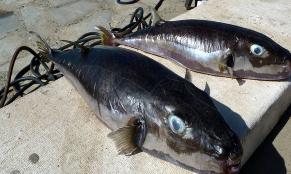 Ikan buntal pisang (silver cheeked toadfish). (Foto: Ikan buntal 
beracun)
