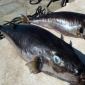Ikan buntal pisang (silver cheeked toadfish). (Foto: Ikan buntal 
beracun)
