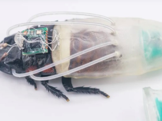 Ilmuwan Ciptakan Kecoa Cyborg yang Bisa Menyelam 3 Jam (Foto: 
IFL Science)
