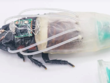 Ilmuwan Ciptakan Kecoa Cyborg yang Bisa Menyelam 3 Jam (Foto: 
IFL Science)
