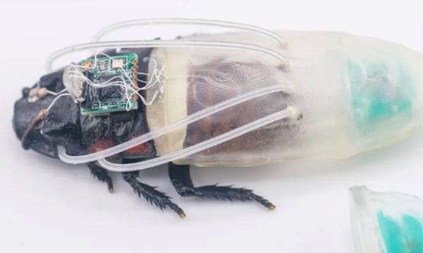 Ilmuwan Ciptakan Kecoa Cyborg yang Bisa Menyelam 3 Jam (Foto: 
IFL Science)
