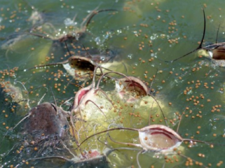 Ilustrasi. Tim peneliti menemukan melanoma menular pada lele cokelat di 
danau AS-Kanada, kasus kanker menular pertama di ekosistem air tawar. 
(Foto: iStockphoto/Elena Goncharova)
