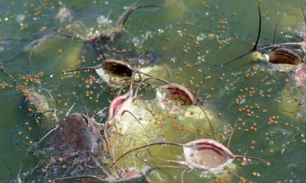 Ilustrasi. Tim peneliti menemukan melanoma menular pada lele cokelat di 
danau AS-Kanada, kasus kanker menular pertama di ekosistem air tawar. 
(Foto: iStockphoto/Elena Goncharova)

