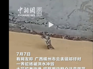 Ngeri! Ratusan Ular Termasuk Kobra Lepas Akibat Banjir di China
(Foto: Global Times)

