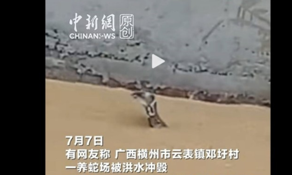 Ngeri! Ratusan Ular Termasuk Kobra Lepas Akibat Banjir di China
(Foto: Global Times)
