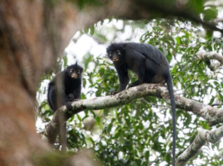Peneliti menemukan spesies monyet baru, Likweli, di Kongo. Monyet ini unik 
dengan bulu hitam dan suara khas. Statusnya terancam punah, butuh 
perlindungan. (Foto: REUTERS/Daniel Rosengren, Frankfurt Zool)
