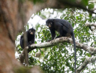 Peneliti menemukan spesies monyet baru, Likweli, di Kongo. Monyet ini unik 
dengan bulu hitam dan suara khas. Statusnya terancam punah, butuh 
perlindungan. (Foto: REUTERS/Daniel Rosengren, Frankfurt Zool)
