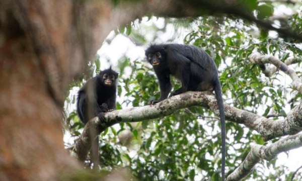 Peneliti menemukan spesies monyet baru, Likweli, di Kongo. Monyet ini unik 
dengan bulu hitam dan suara khas. Statusnya terancam punah, butuh 
perlindungan. (Foto: REUTERS/Daniel Rosengren, Frankfurt Zool)
