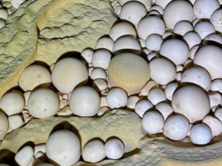 Ribuan Mutiara Gua Langka Ditemukan di Vietnam. (Foto: Tuoitre)