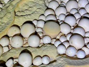 Ribuan Mutiara Gua Langka Ditemukan di Vietnam. (Foto: Tuoitre)