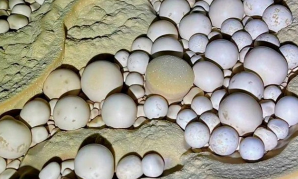 Ribuan Mutiara Gua Langka Ditemukan di Vietnam. (Foto: Tuoitre)