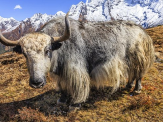 Sejumlah ilmuwan China bekerja keras mengkloning yak--sejenis sapi berbulu panjang--di dataran tinggi Tibet. (Foto: iStock/hadynyah)