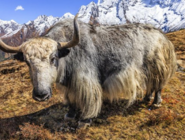 Sejumlah ilmuwan China bekerja keras mengkloning yak--sejenis sapi berbulu panjang--di dataran tinggi Tibet. (Foto: iStock/hadynyah)