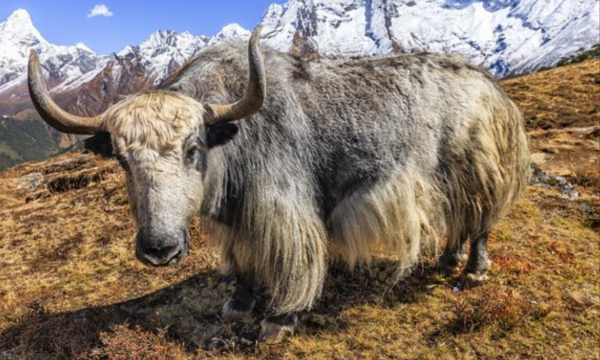 Sejumlah ilmuwan China bekerja keras mengkloning yak--sejenis sapi berbulu panjang--di dataran tinggi Tibet. (Foto: iStock/hadynyah)