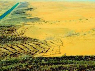 Tembok Hijau China Bikin Pohon Tumbuh Lebih Cepat, Kok Bisa?
(Foto: Desertification)
