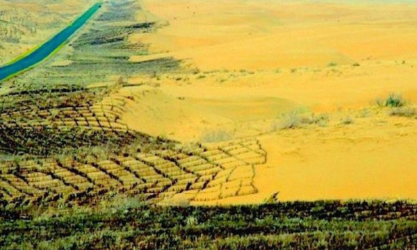 Tembok Hijau China Bikin Pohon Tumbuh Lebih Cepat, Kok Bisa?
(Foto: Desertification)
