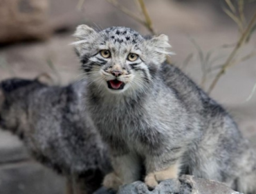 Video YouTube mengungkap keberadaan kucing pasir di Libya, spesies yang 
jarang terlihat. Penelitian baru menegaskan habitatnya dan pentingnya 
konservasi. (Foto: AFP/PAUL MILLER)
