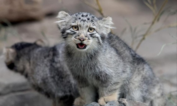 Video YouTube mengungkap keberadaan kucing pasir di Libya, spesies yang 
jarang terlihat. Penelitian baru menegaskan habitatnya dan pentingnya 
konservasi. (Foto: AFP/PAUL MILLER)
