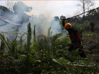BMKG memperingatkan potensi asap kebakaran hutan Kalimantan Barat 
menyeberang ke Malaysia. (Foto: ANTARA FOTO/Jessica Wuysang)
