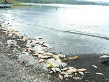 Foto: Ikan red devil berceceran di tepi Danau Batur, Desa Kedisan, Kecamatan Kintamani, Bangli, Kamis (23/7/2026). (Foto: Aryo Mahendro/detikBali)