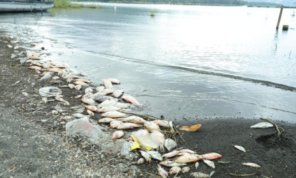 Foto: Ikan red devil berceceran di tepi Danau Batur, Desa Kedisan, Kecamatan Kintamani, Bangli, Kamis (23/7/2026). (Foto: Aryo Mahendro/detikBali)