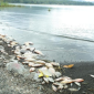 Foto: Ikan red devil berceceran di tepi Danau Batur, Desa Kedisan, Kecamatan Kintamani, Bangli, Kamis (23/7/2026). (Foto: Aryo Mahendro/detikBali)