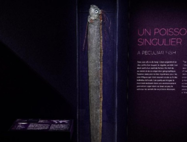 Ikan oarfish, dikenal sebagai 'ikan kiamat', sering dikaitkan dengan bencana 
alam (Foto: Christophe ARCHAMBAULT / AFP)
