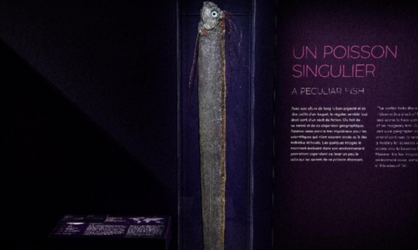 Ikan oarfish, dikenal sebagai 'ikan kiamat', sering dikaitkan dengan bencana 
alam (Foto: Christophe ARCHAMBAULT / AFP)
