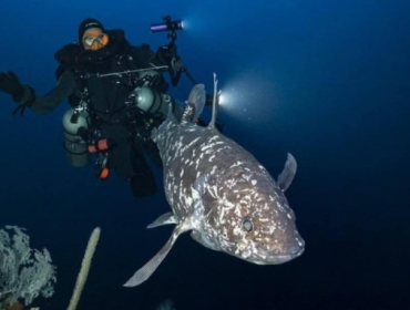 Ikan purba Coelacanth kembali ditemukan di Laut Maluku Utara. 
(Foto: dok istimewa)
