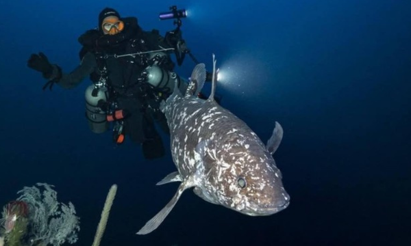 Ikan purba Coelacanth kembali ditemukan di Laut Maluku Utara. 
(Foto: dok istimewa)
