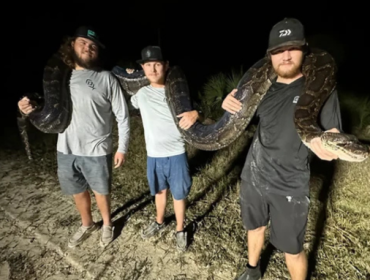 Kompetisi tangkap ular piton di Florida. (Foto: Fox News)