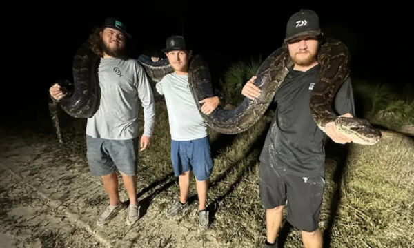Kompetisi tangkap ular piton di Florida. (Foto: Fox News)