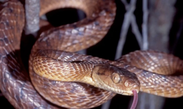 Misteri Sedikit Ular Bisa Menguasai Seluruh Pulau Guam. Ular pohon cokelat. (Foto: BBC)