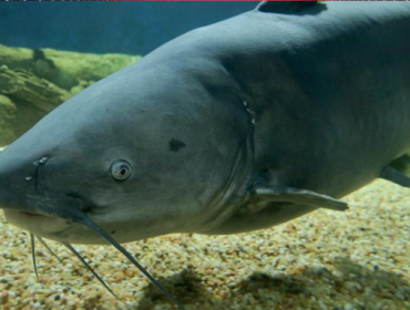 Penangkap Lele Jumbo Meresahkan akan Dikasih Duit Pemerintah. 
(Foto: Wikipedia)
