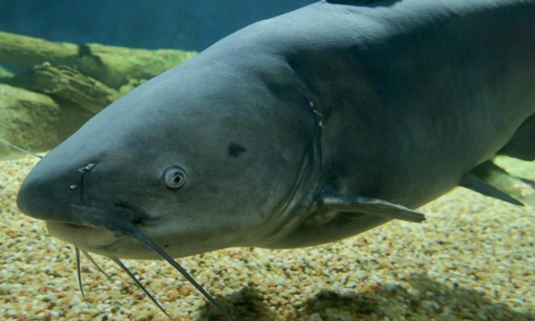 Penangkap Lele Jumbo Meresahkan akan Dikasih Duit Pemerintah. 
(Foto: Wikipedia)
