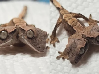 Perbedaan genetik di alam sering terjadi. Kali ini ada tokek yang 
punya dua kepala bernama Simon dan Garfunkel, masing-masing 
kepala pun dikatakan punya kepribadian yang berbeda. (Foto: Tracie 
Kelley/Rockstar Geckos)
