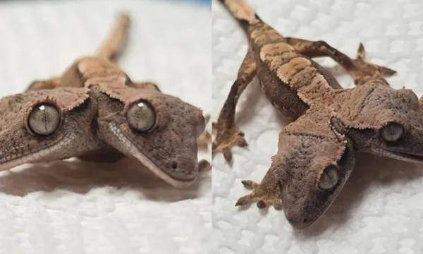 Perbedaan genetik di alam sering terjadi. Kali ini ada tokek yang 
punya dua kepala bernama Simon dan Garfunkel, masing-masing 
kepala pun dikatakan punya kepribadian yang berbeda. (Foto: Tracie 
Kelley/Rockstar Geckos)
