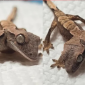Perbedaan genetik di alam sering terjadi. Kali ini ada tokek yang 
punya dua kepala bernama Simon dan Garfunkel, masing-masing 
kepala pun dikatakan punya kepribadian yang berbeda. (Foto: Tracie 
Kelley/Rockstar Geckos)
