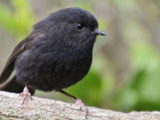 Dari Sisa 5 Ekor, Burung Ini Berjaya Jadi 'Bird of the Year'. Burung Karure. (Foto: CNN)
