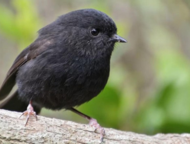 Dari Sisa 5 Ekor, Burung Ini Berjaya Jadi 'Bird of the Year'. Burung Karure. (Foto: CNN)
